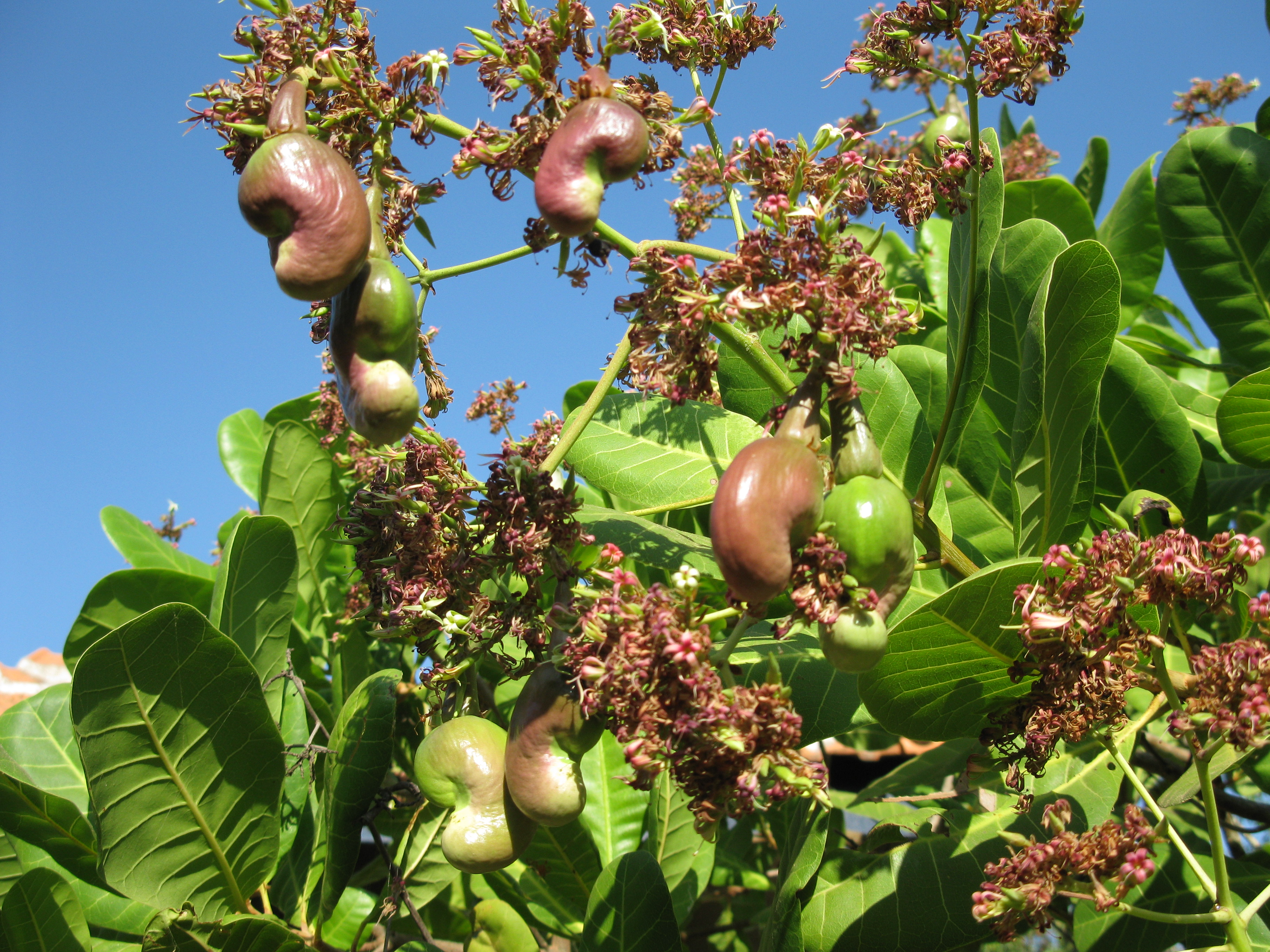 Индийский орех 5. Кешью дерево. Кешью Родина ореха. Орех кешью растение. Орехи кешью растут.
